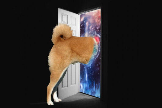 The Shiberse is Coming! Shiba Inu Announces Entrance into the Metaverse