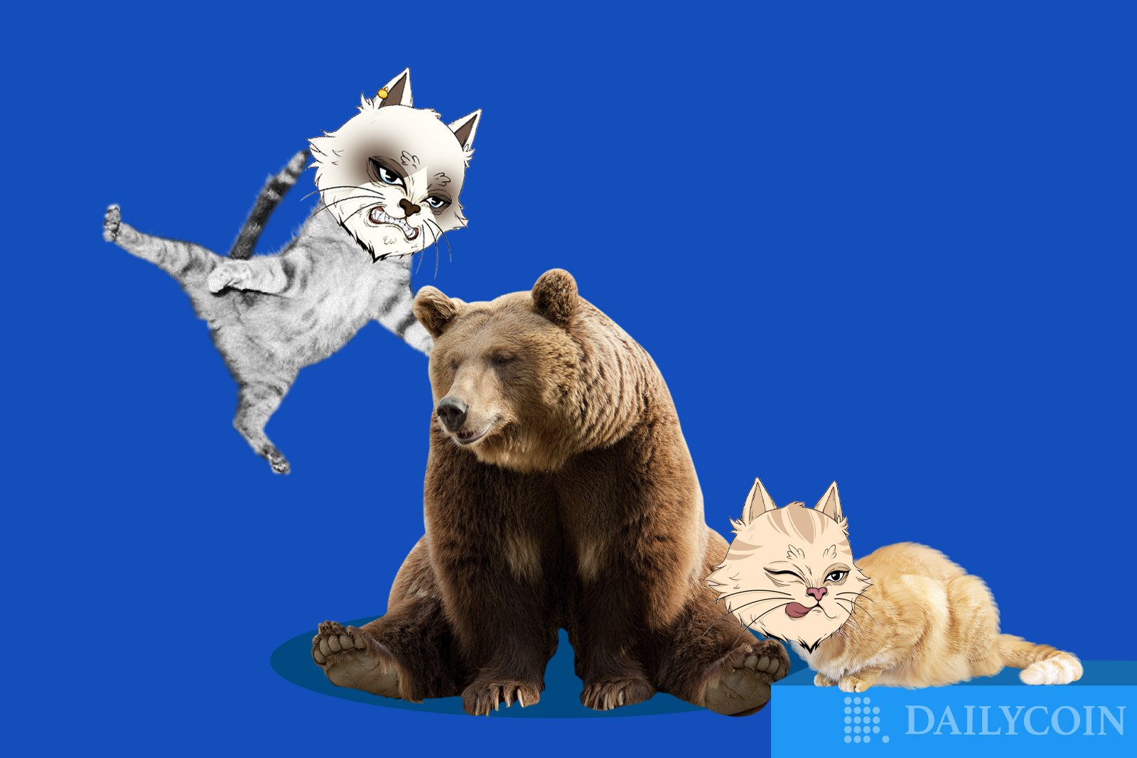 110 Angry Cats ideas angry cat, cats, kittens