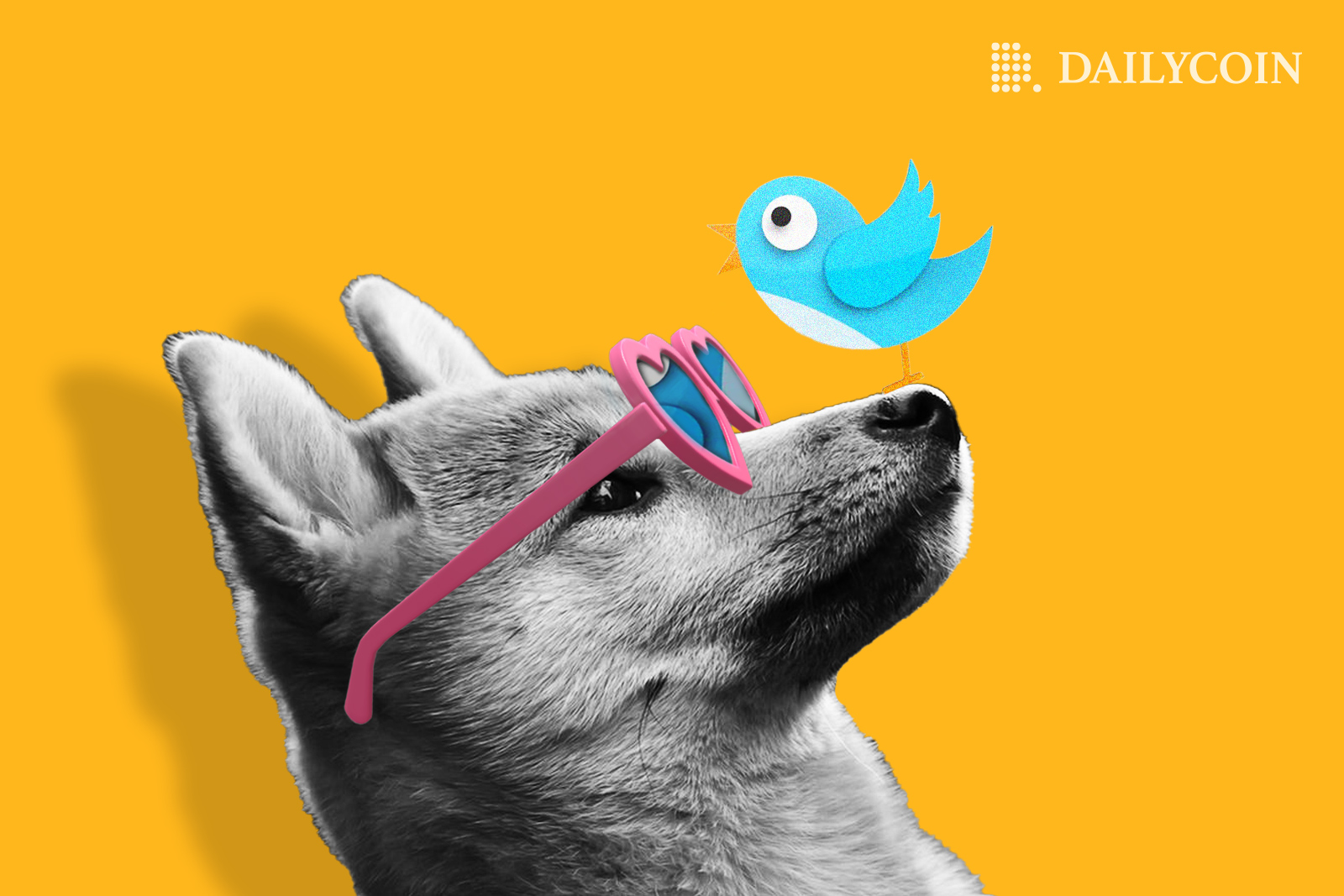 Doge with pink sunglasses on, looking at a blue bird on its nose.