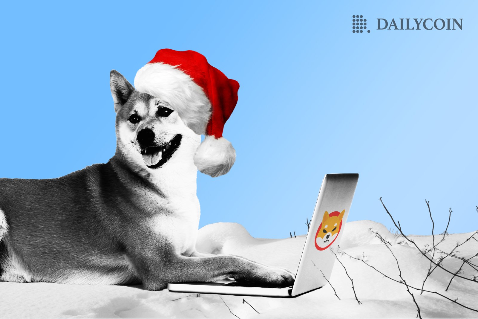 Shiba Inu wearing a Christmas hat using a computer outside on snowy grass