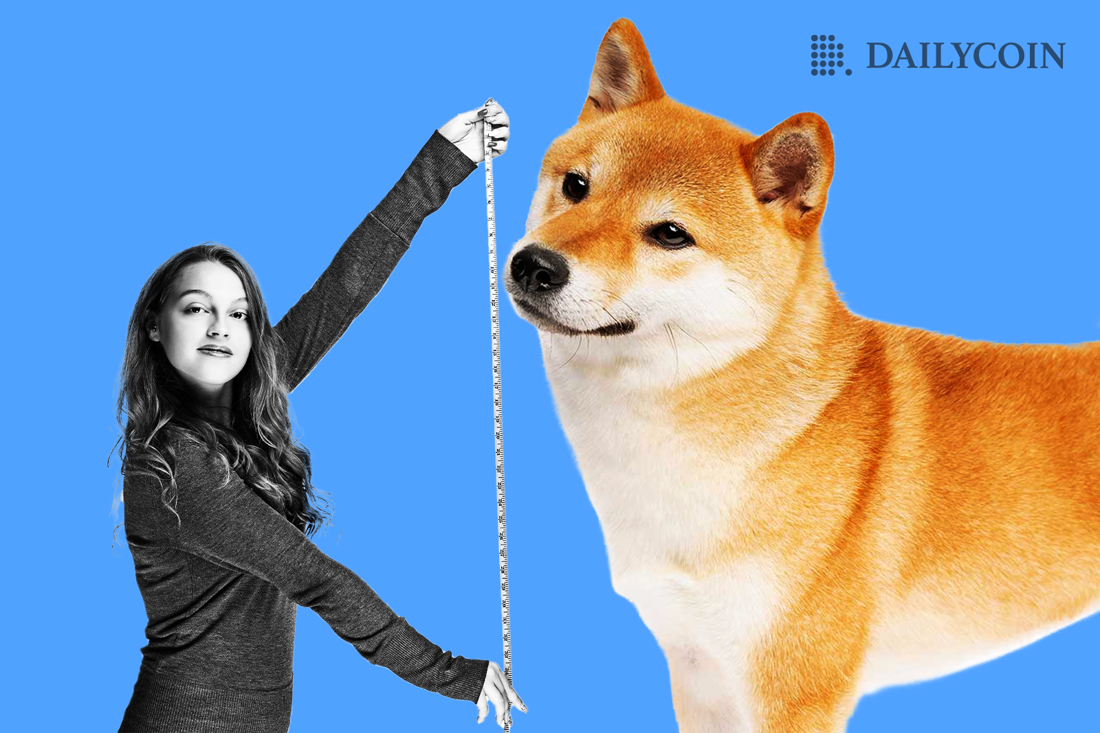 A woman symbolically measures a giant Shiba Inu breed of dog