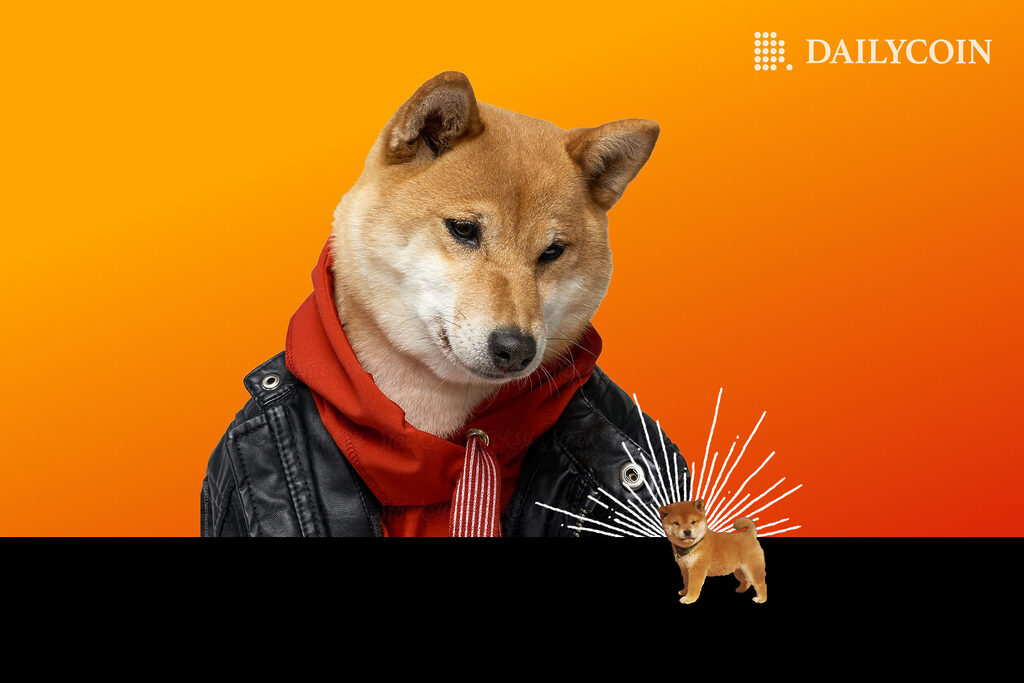 Shiba Inu with leather jacket and red scarf looking at tiny shiba Inu standing on dark border