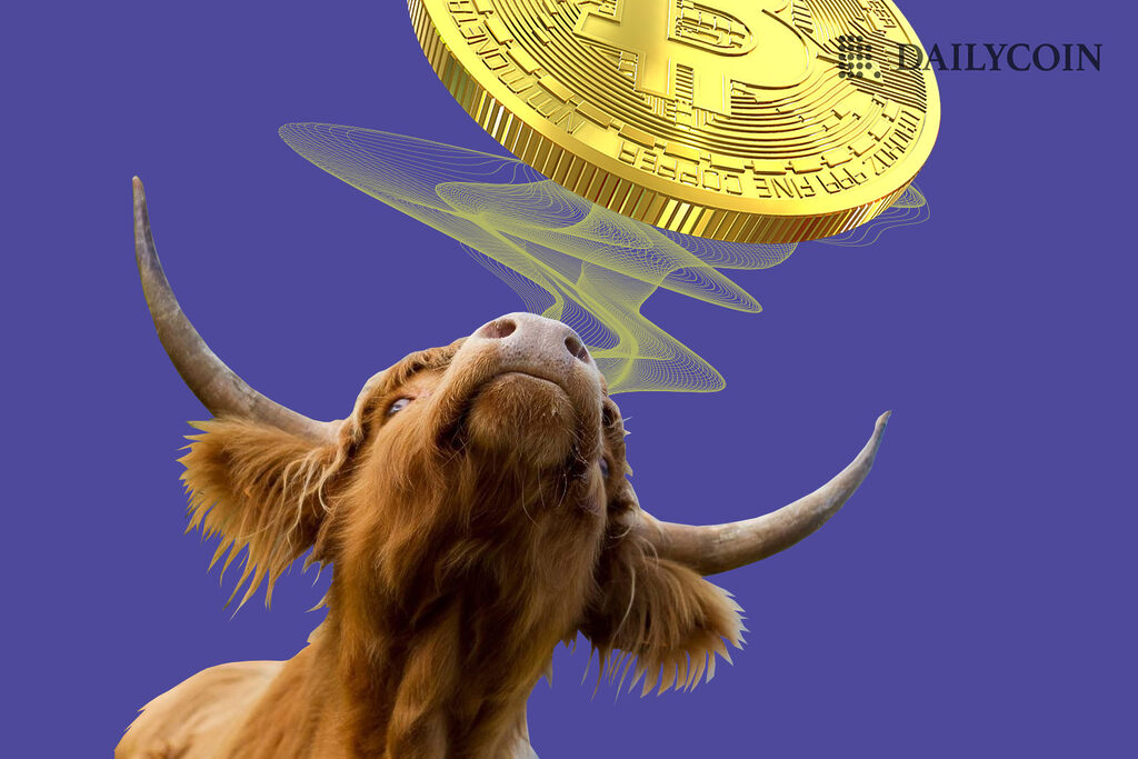 Bull looking at floating Bitcoin BTC.
