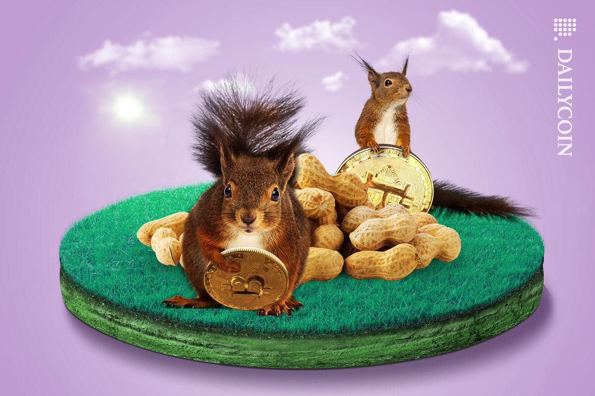 Two squirrels holding bitcoins, on a land with a pile of peanuts.
