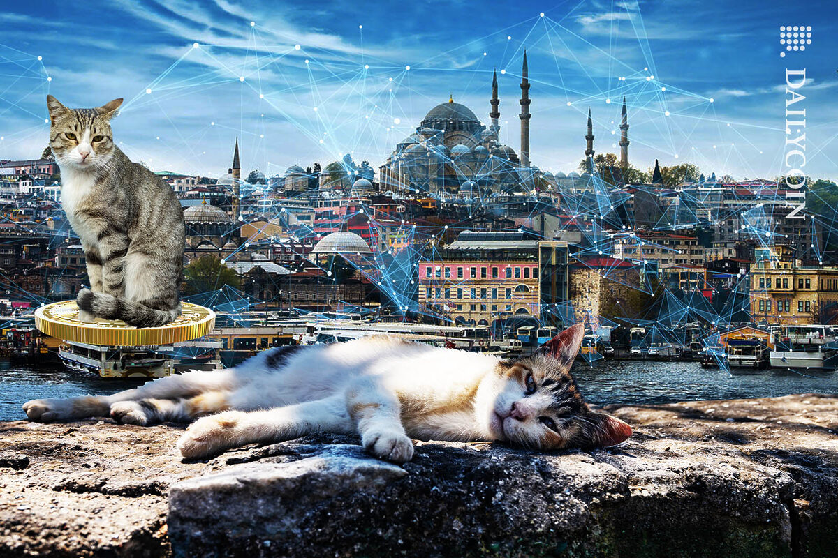 Two cats seem indifferent to all the blockchain commotion happening behind them in Istambul.