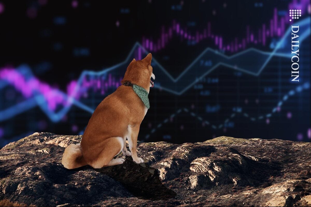Shiba Inu sitting on a hill, looking at some random crypto charts in the distance.
