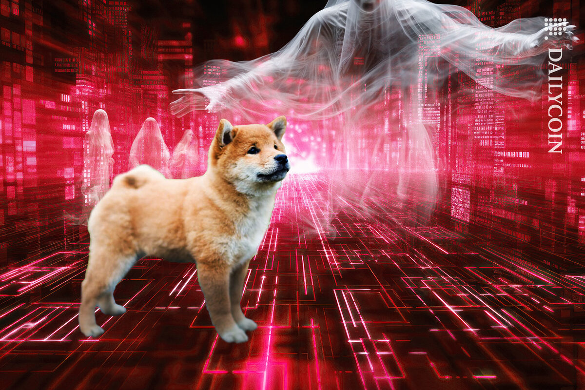 Little shiba inu in code land, with Ghost trying to distract him.