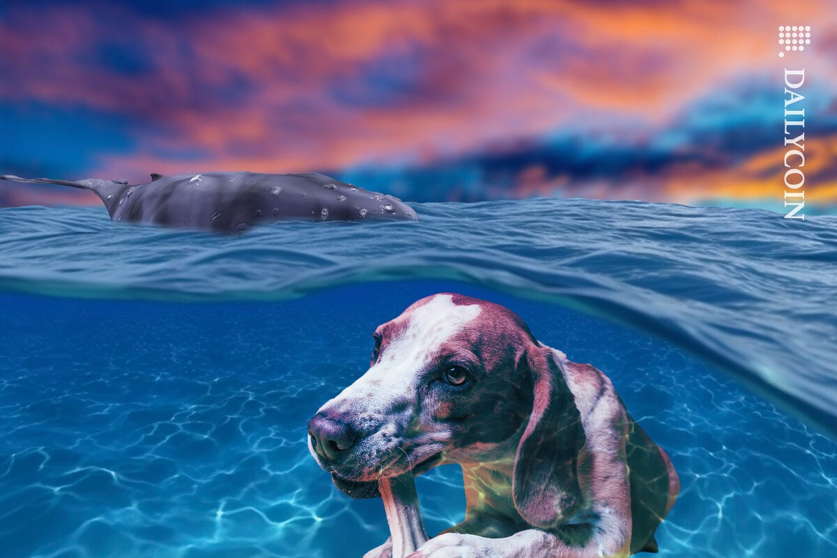 Dog chewing on a Bone underwater and a whale is approaching from behind.