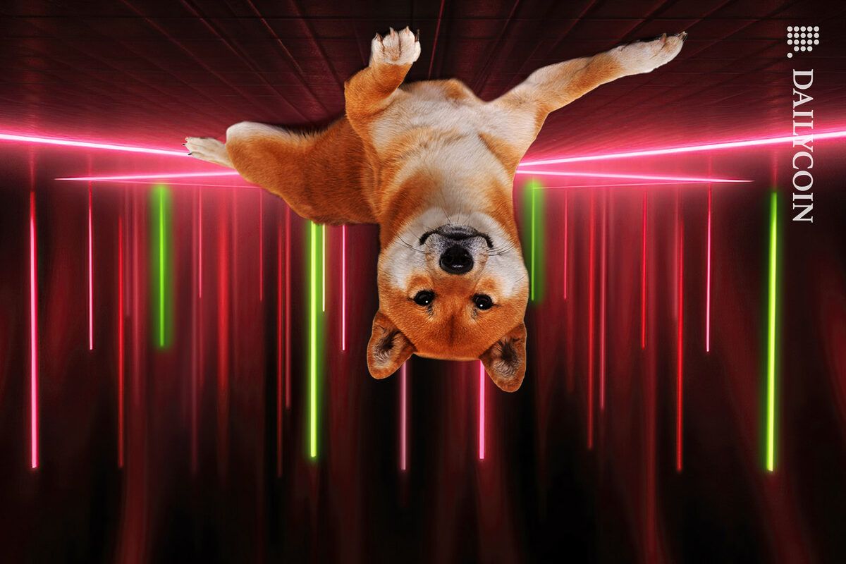 Shiba inu upside down with colour beams going down
