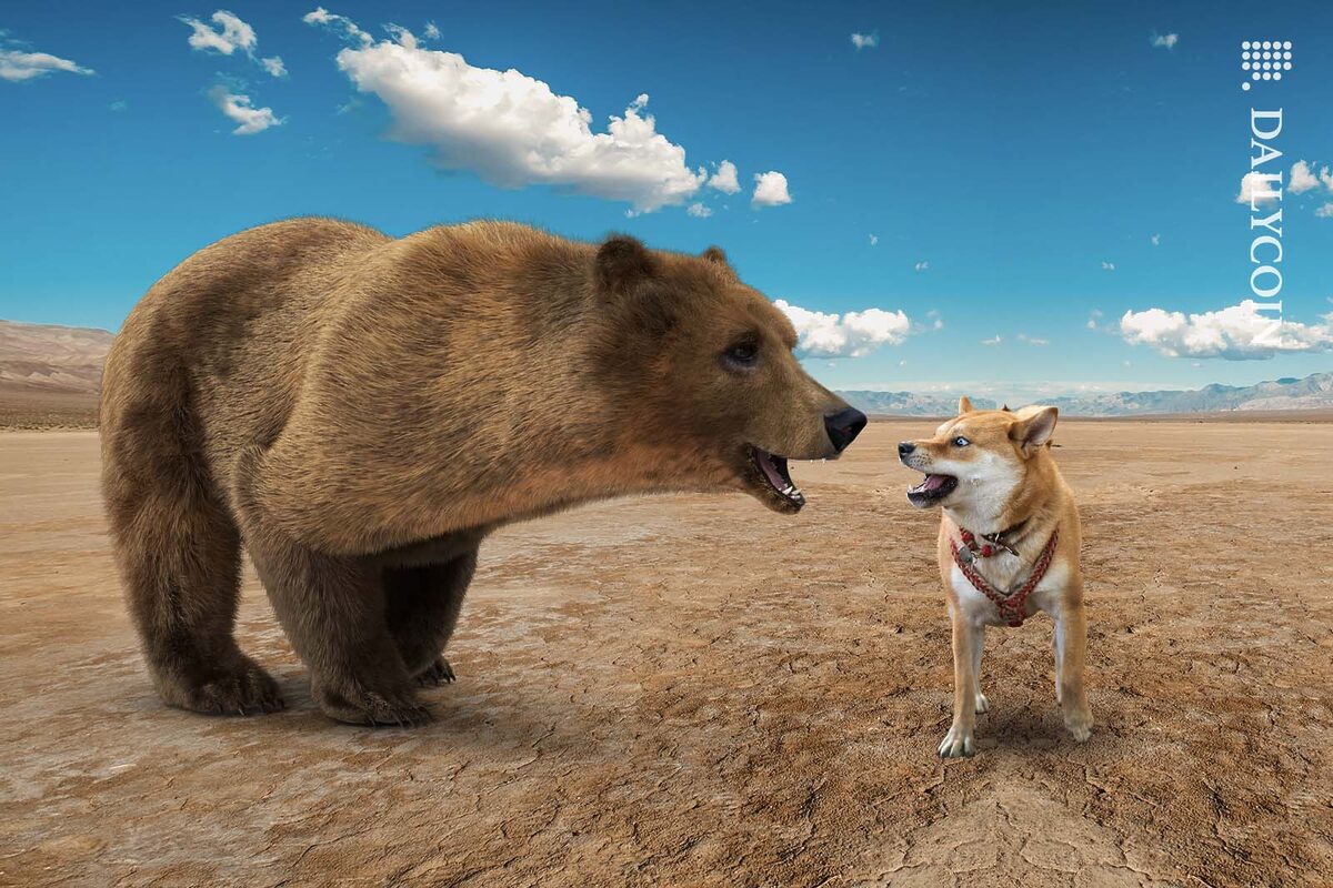 Shiba inu attacking a large brown bear.