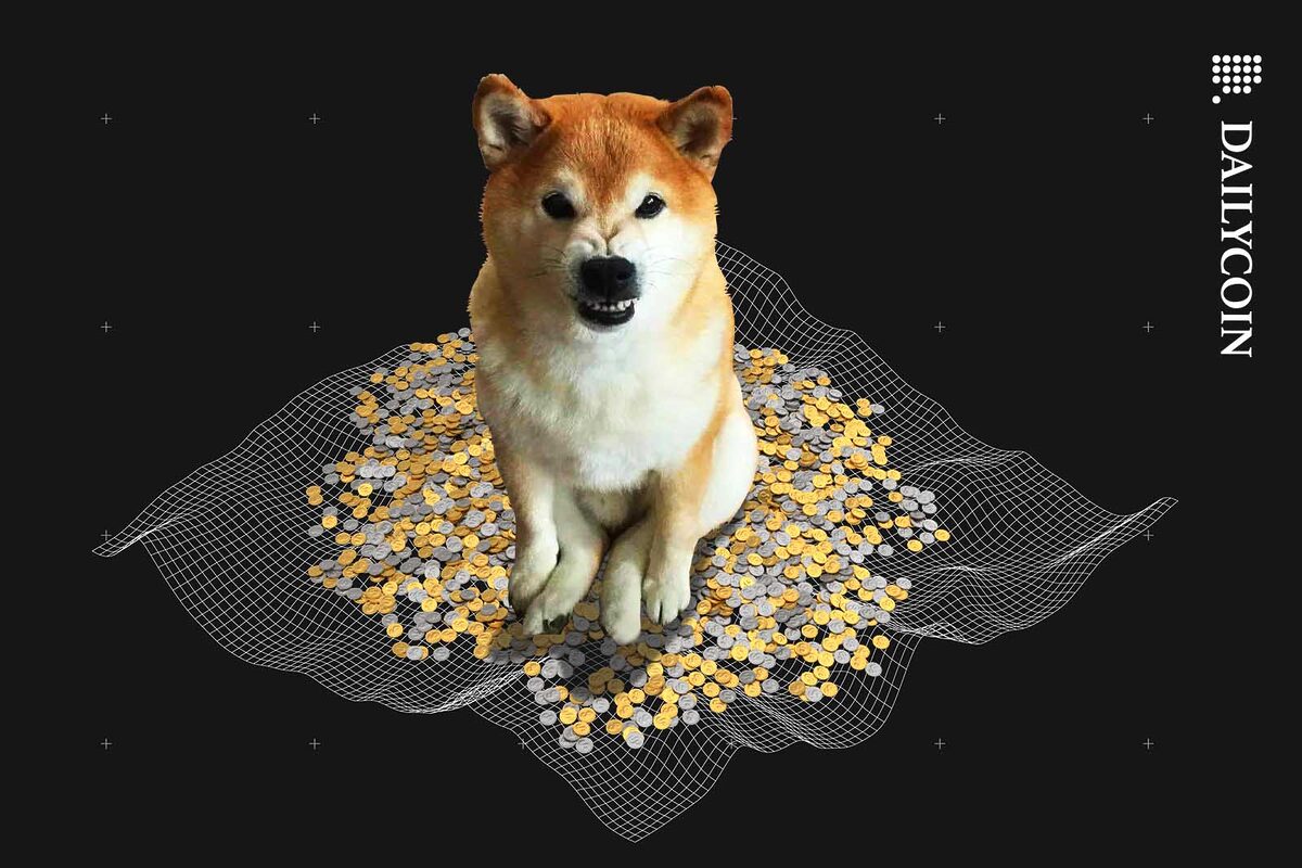 Angry growling Shiba inu sitting on a pile of coins.