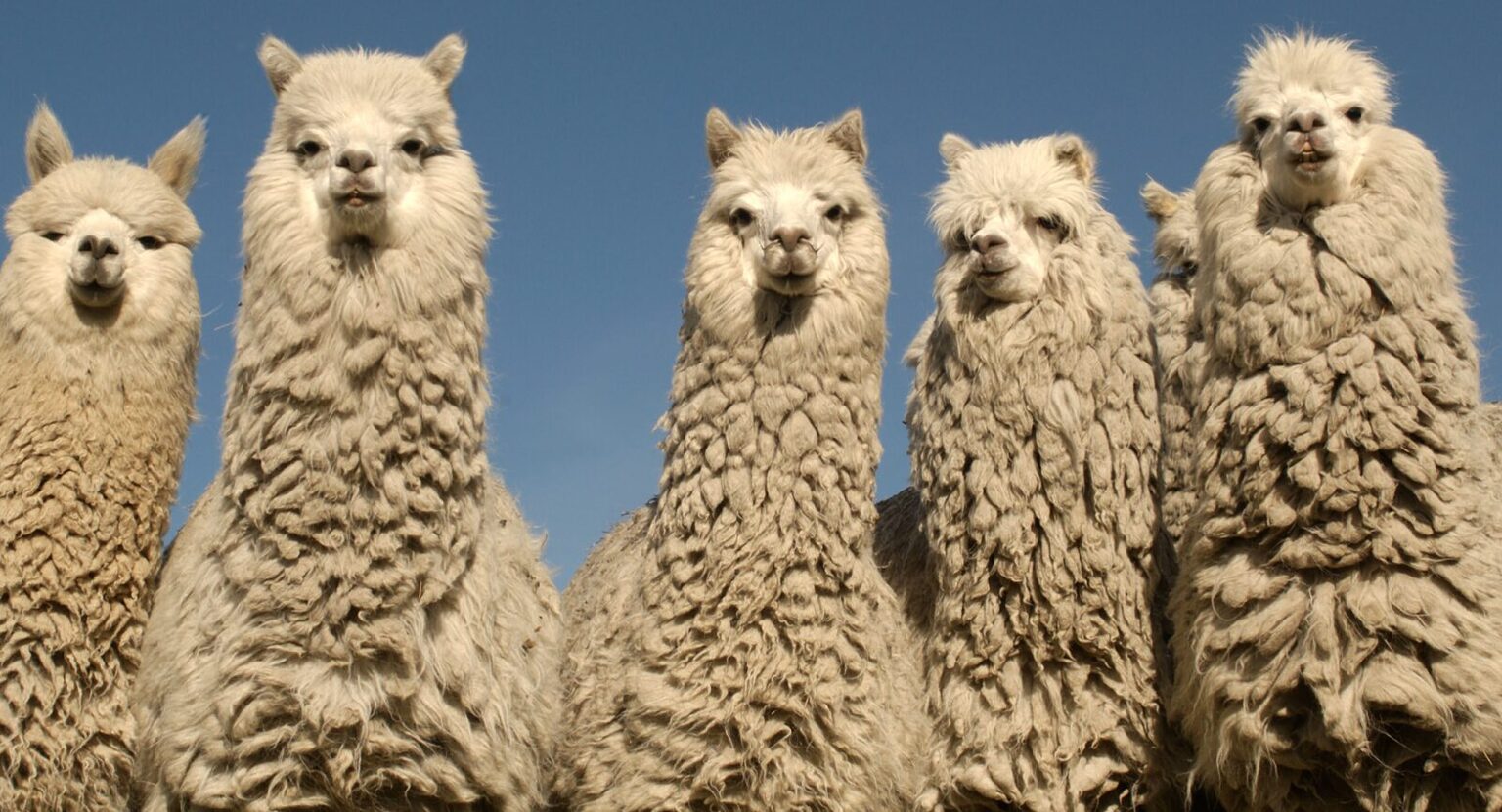 Alpacas: The Bitcoin (BTC) Mascot that Helped Bring Recognition to ...