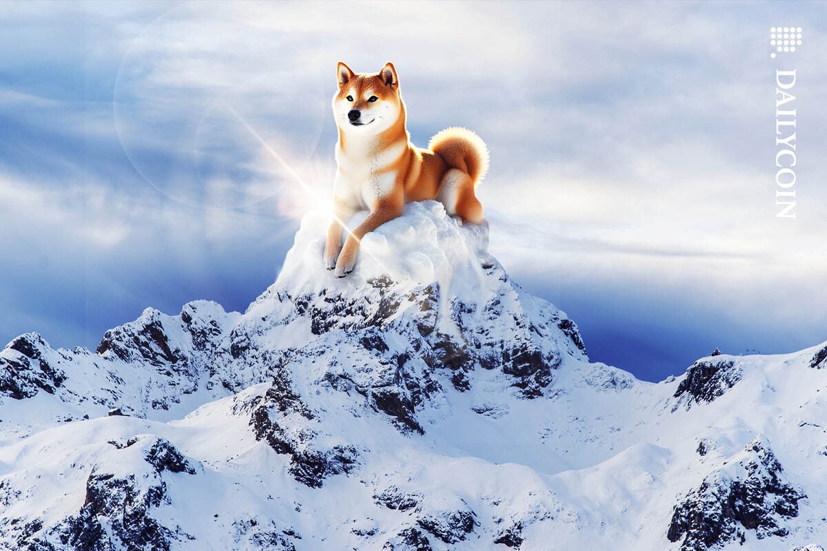 Proud & happy Shiba Inu dog sitting on a snowy mountain.